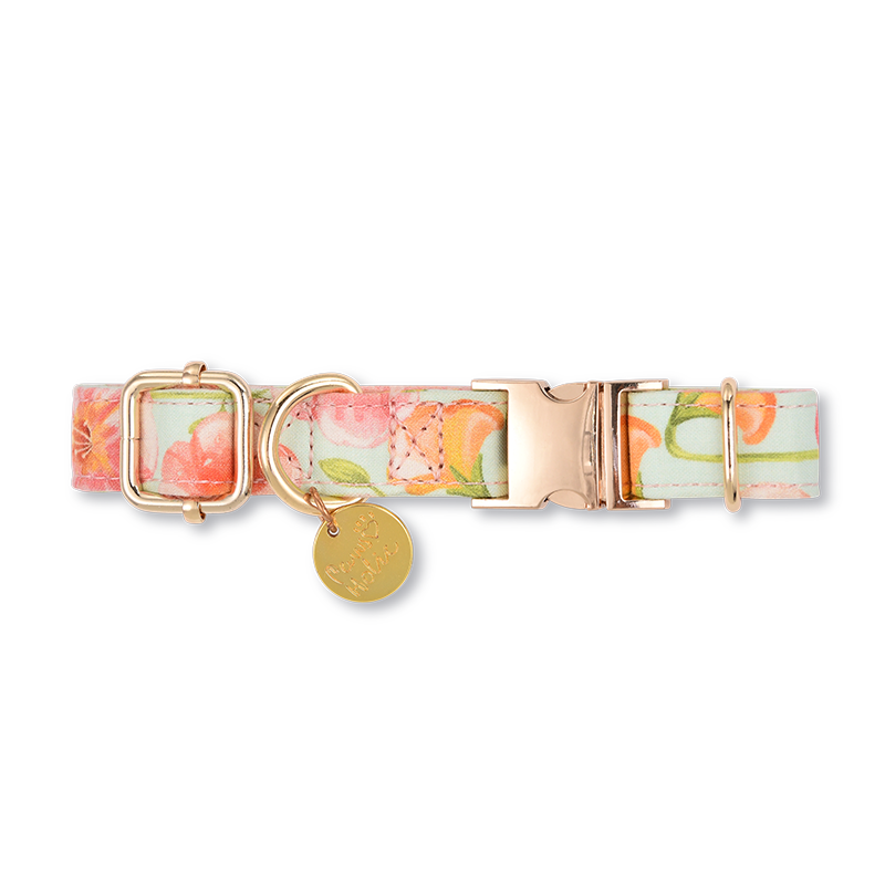Dog collar-Morning Glory